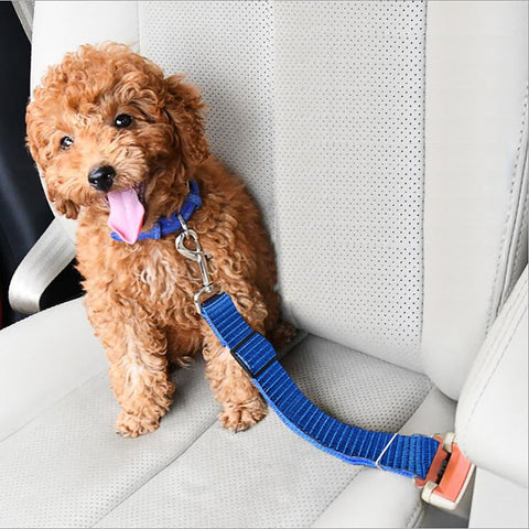 SECURITY CAR LEASH