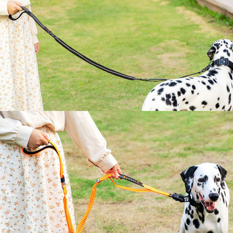 Bungee Dog Leash